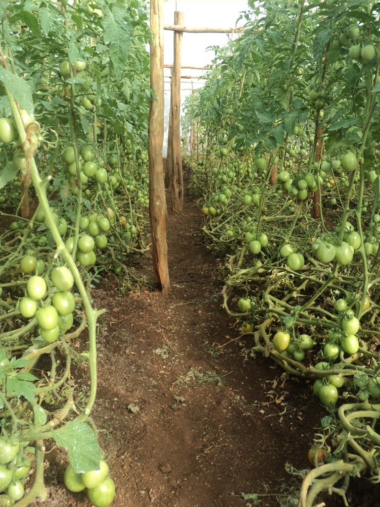 Enable 1500 Kenyan Rural Farmers for Agribusiness