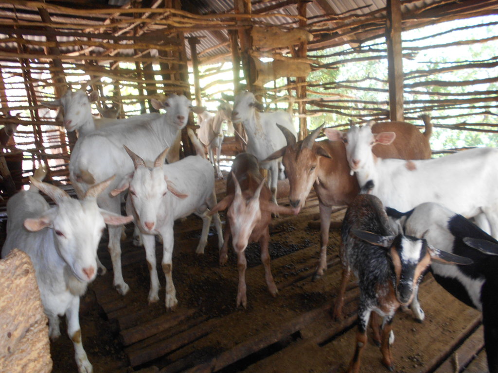 Enable 1500 Kenyan Rural Farmers for Agribusiness