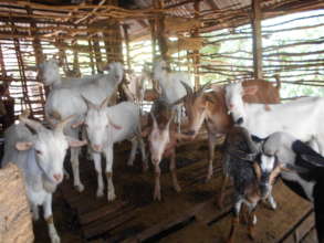 Goat Farming