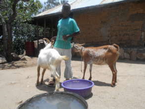 Goat Farming