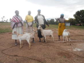 Goat Farming