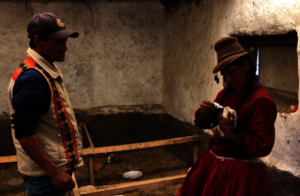 farmer medicating a guinnea pig