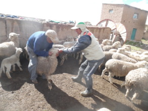 Health work in sheep of Ccahuaya