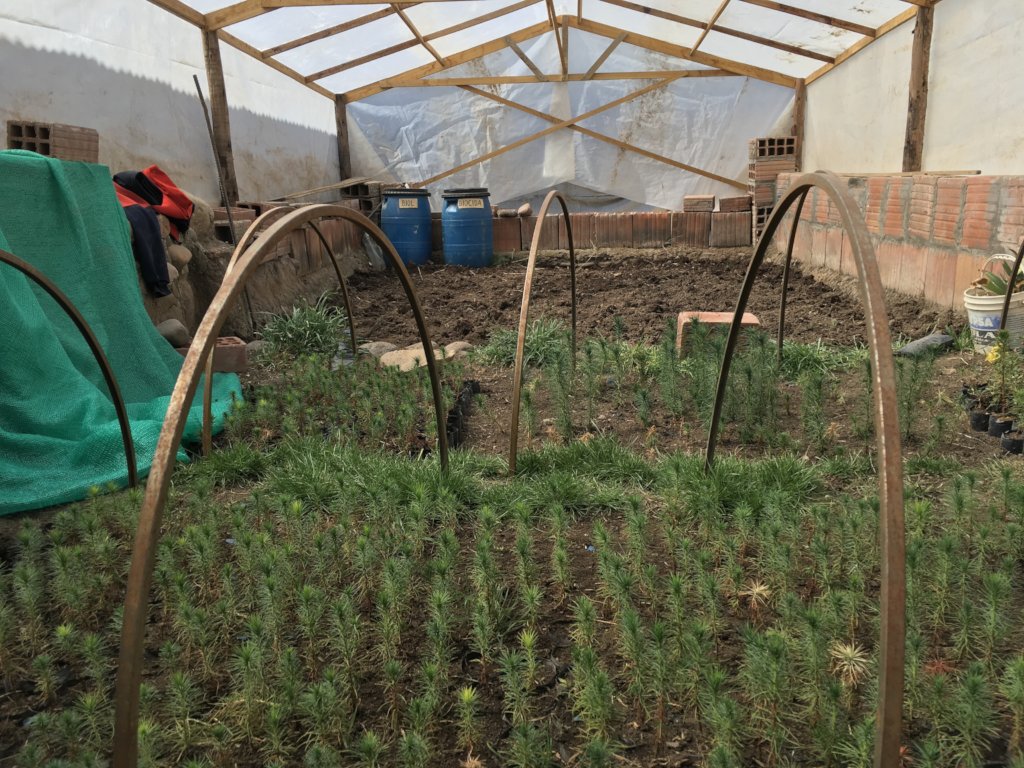 Family tree nursery in Pichigua, Espinar