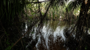 The river Densu, Otuaplem's previous water source.