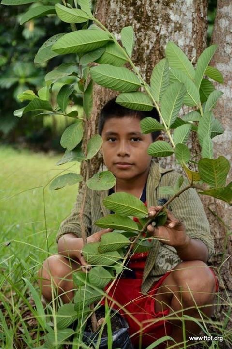 LAST FUNDRAISER - Fruit Trees 4 Guatemala Children