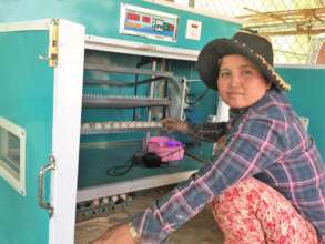 Sarer adds chicken eggs to her incubator