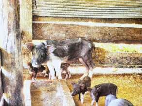 Raising pigs on the farm