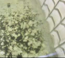 Fingerlings in Holding Tank