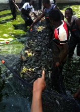 Fish Farming