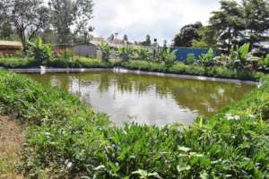 New Fish Pond!