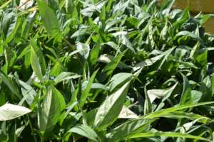 Sweet Potato Plants