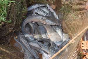 Ugly Fish Are Nutritious!