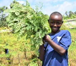 Harvesting Moringa