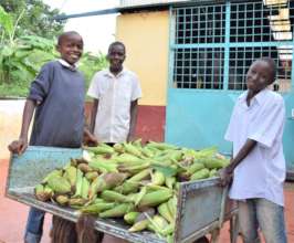 Maize Harvest from Food Security Programs