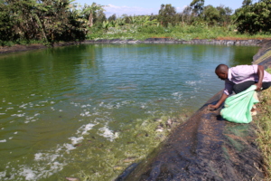 Feeding in the ponds