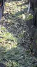 A full harvest of fish