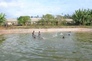 Swimming with the Fish