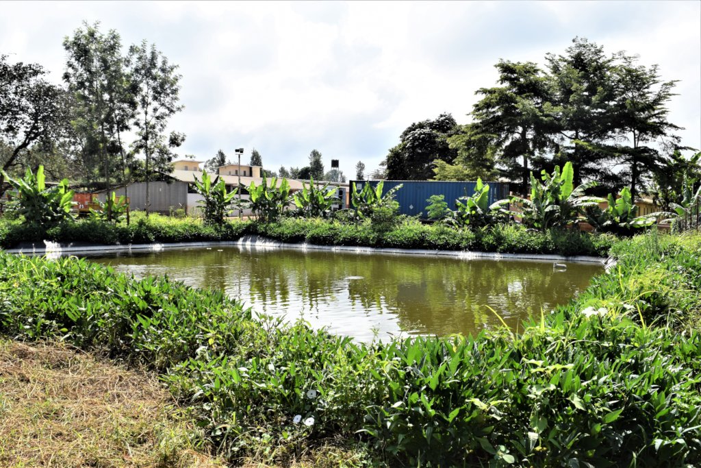 New Fish Pond with Banana Trees and Sweet Potatoes