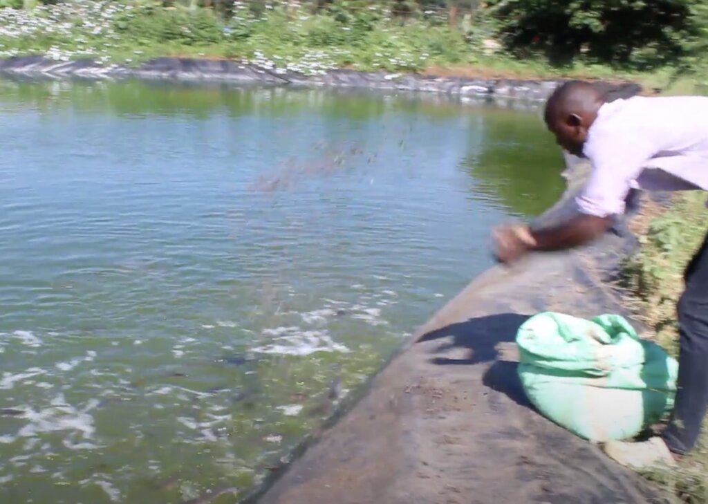 Feeding in the ponds