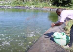 Feeding in the ponds
