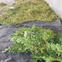 Drying Moringa Before Grinding