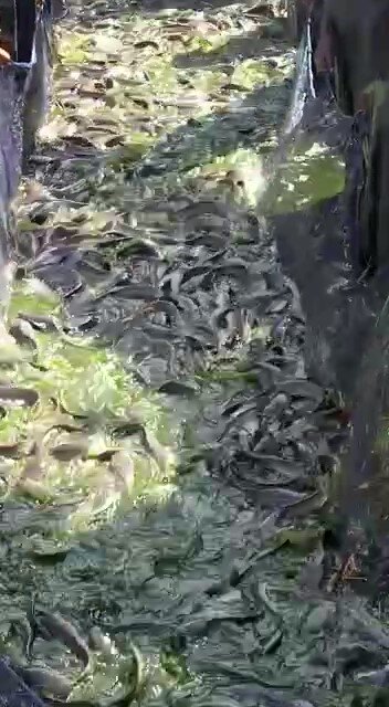 Lots of Fish
