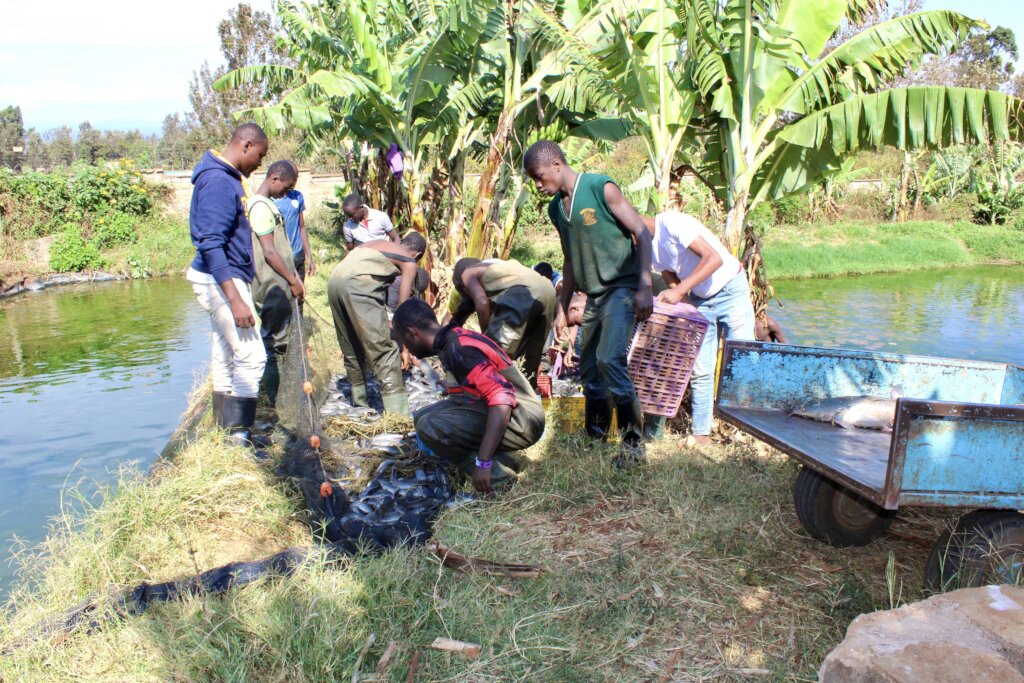 Ugly Fish: Let's Feed 990+ Schoolchildren in Kenya