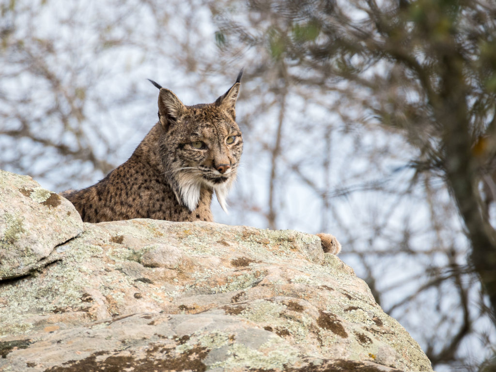 iberian lynx habitat