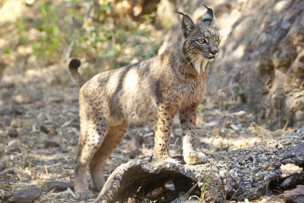 Help the Iberian lynx survive in the wild