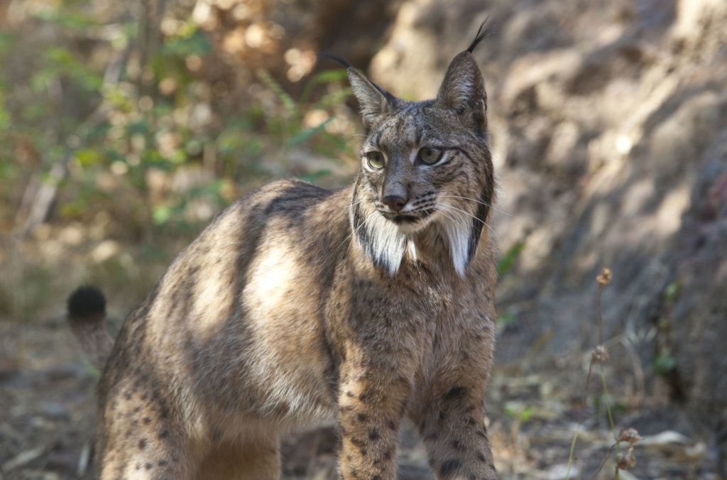 Help the Iberian lynx survive in the wild