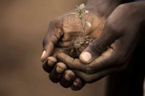 When seedlings = hope + end of hunger