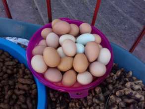 Eggs produced from the income generation project