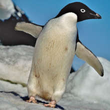 Penguin
