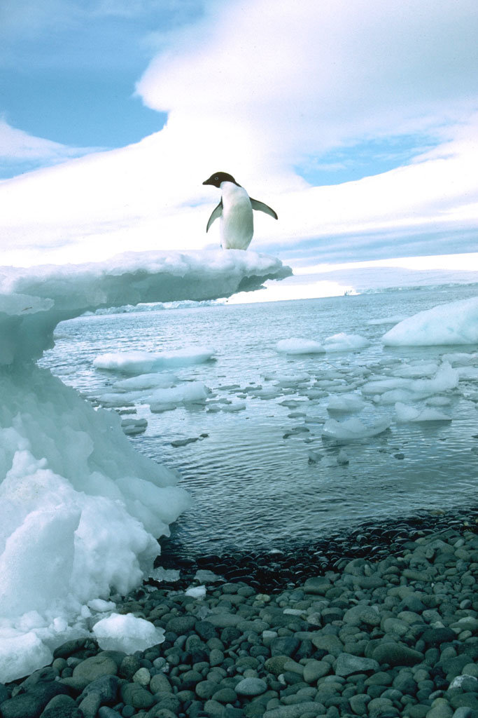 Antarctic Trip: Research Penguins, Climate Change