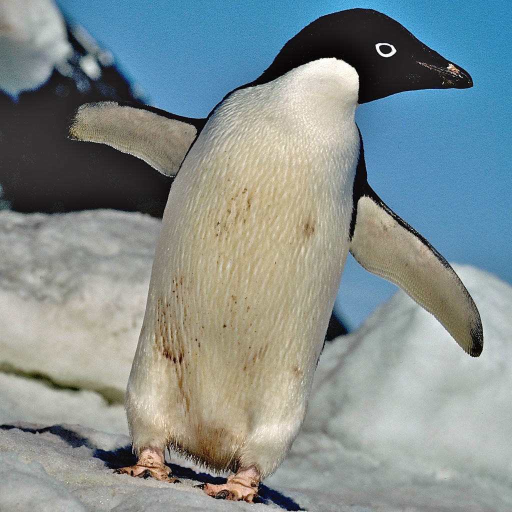 Antarctic Trip: Research Penguins, Climate Change