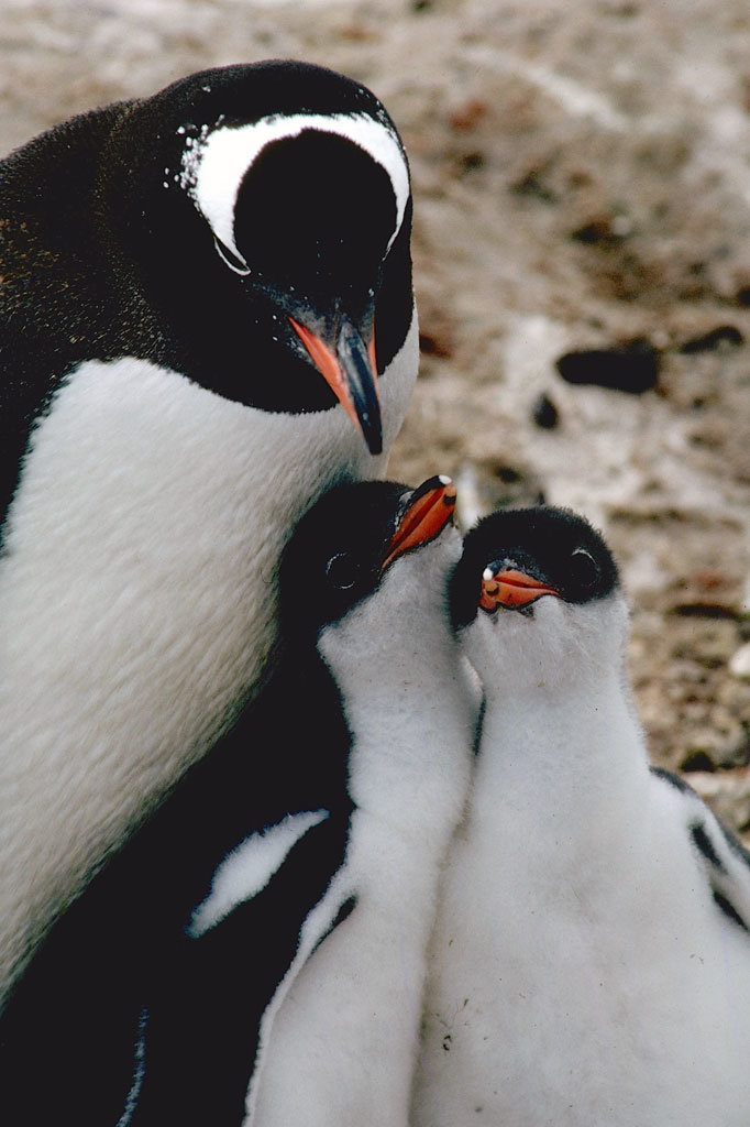 Antarctic Trip: Research Penguins, Climate Change
