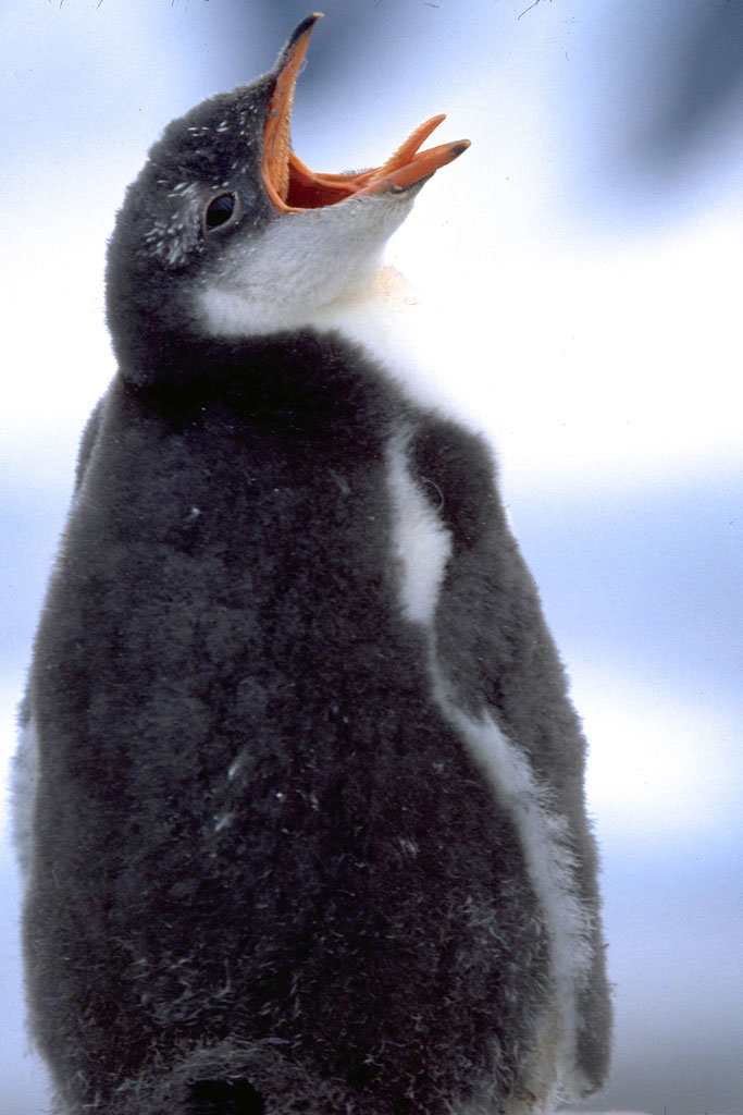 Antarctic Trip: Research Penguins, Climate Change
