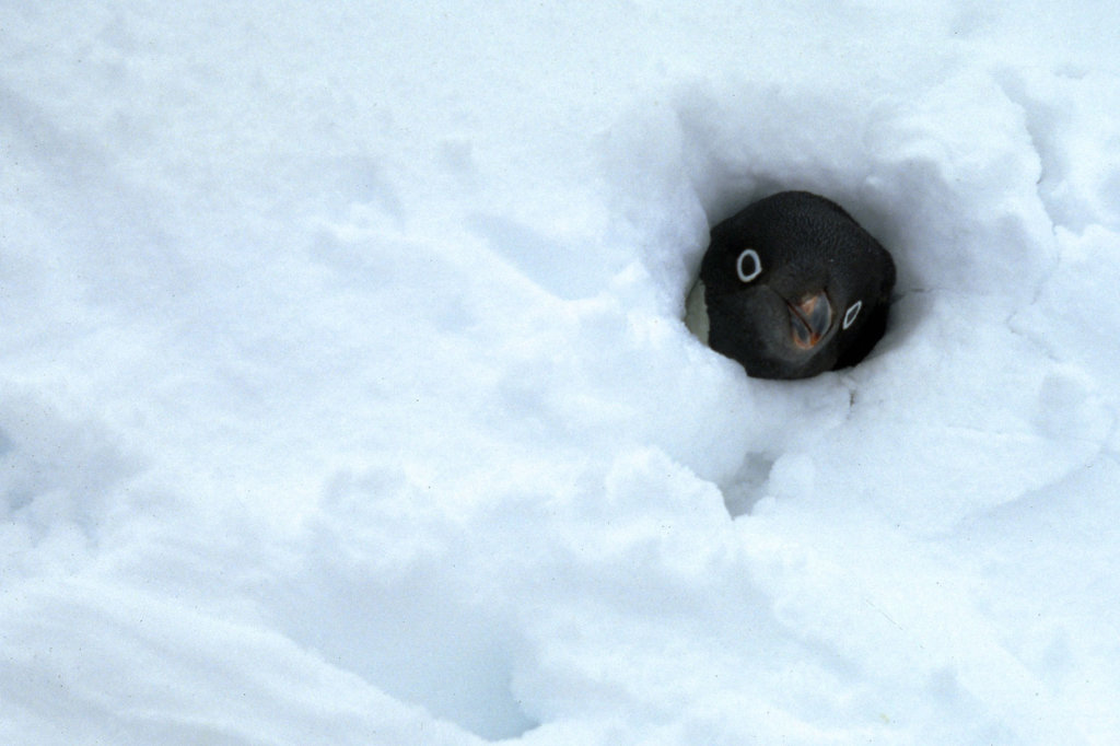 Antarctic Trip: Research Penguins, Climate Change