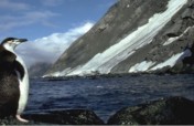 Antarctic Trip: Research Penguins, Climate Change