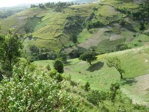 Vetiver Fields in the South of Haiti
