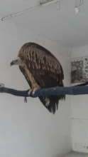 Himalayan Griffon Vulture