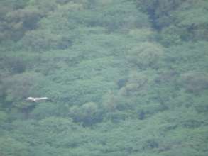 HABITAT OF LONG-BILLED VULTURE