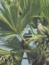 ENDANGERED LONG-BILLED VULTURE