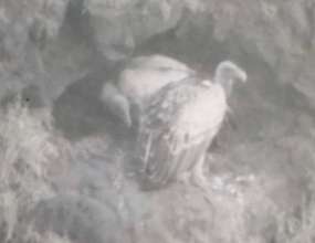 MATING PAIRS OF LONG-BILLED VULTURE