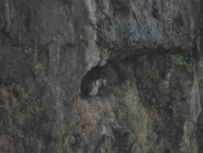 NESTING AREA OF LONG-BILLED VULTURE