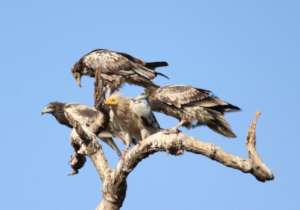 EGYPTIAN VULTURES DURING NESTING PERIOD