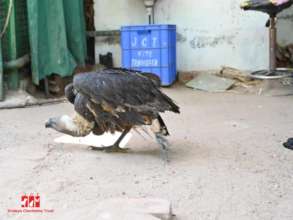 Vultures in our aviary