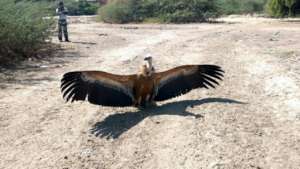 Vulture being released back in nature.
