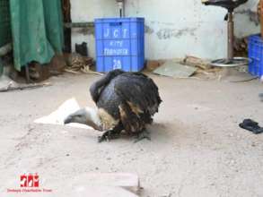 Griffon recovery from anesthesia